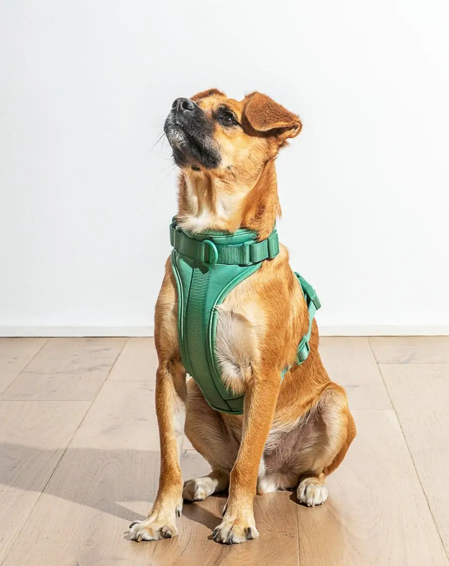 Cushioned Dog Harness In Spruce (Final Sale) 1