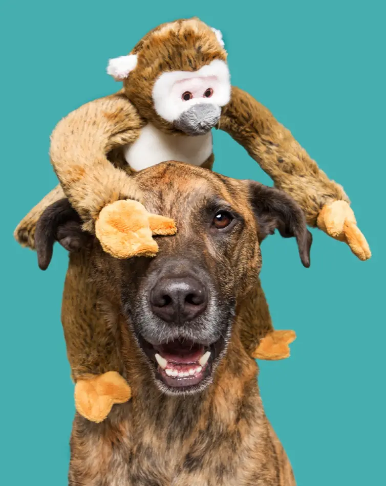 Albert The Monkey Plush Dog Toy 2