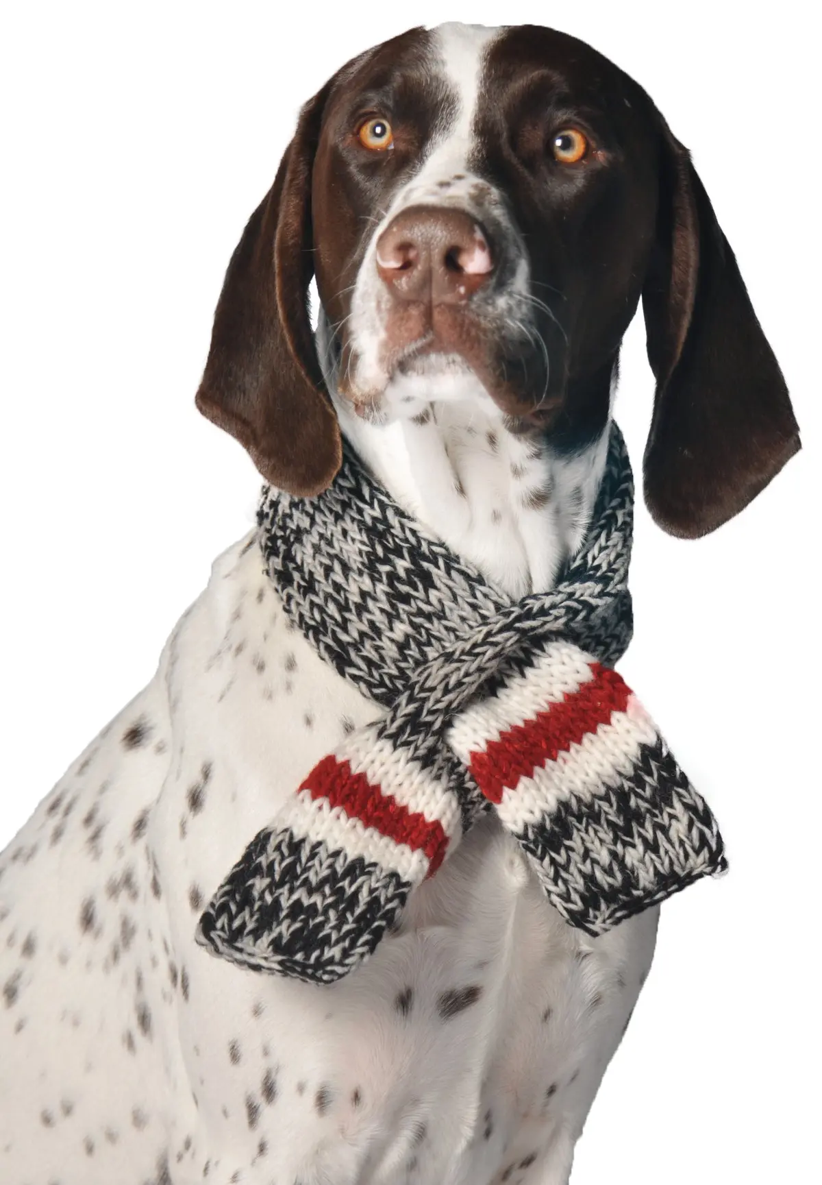 Chilly Dog | Boyfriend Scarf 1