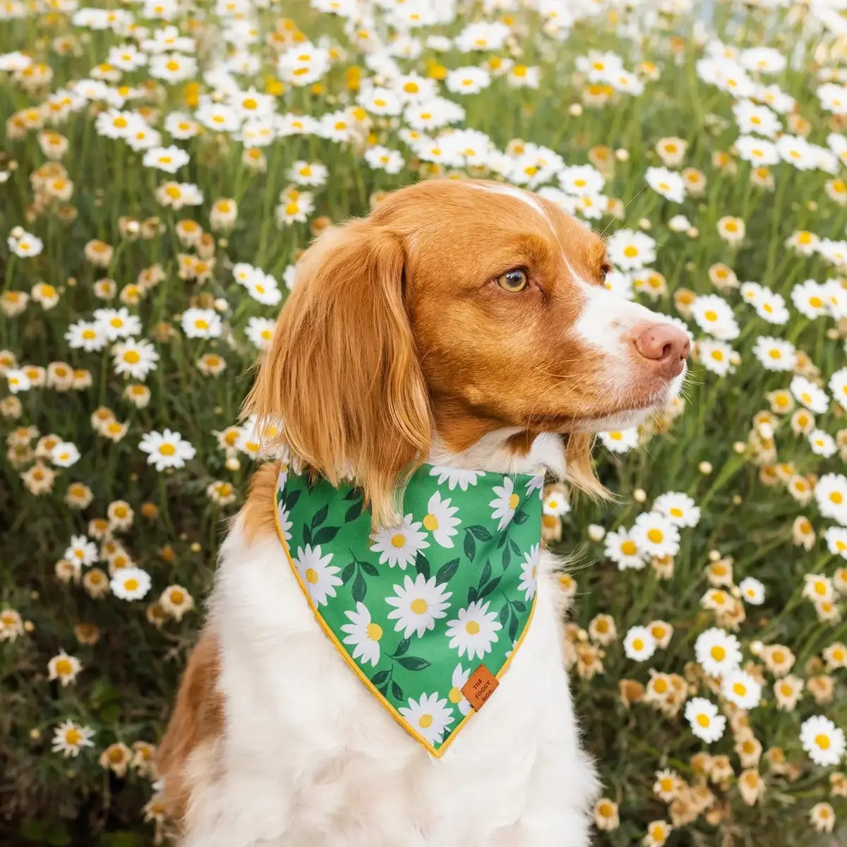 Coming Up Daisies Dog Bandana (Made In The Usa) 1