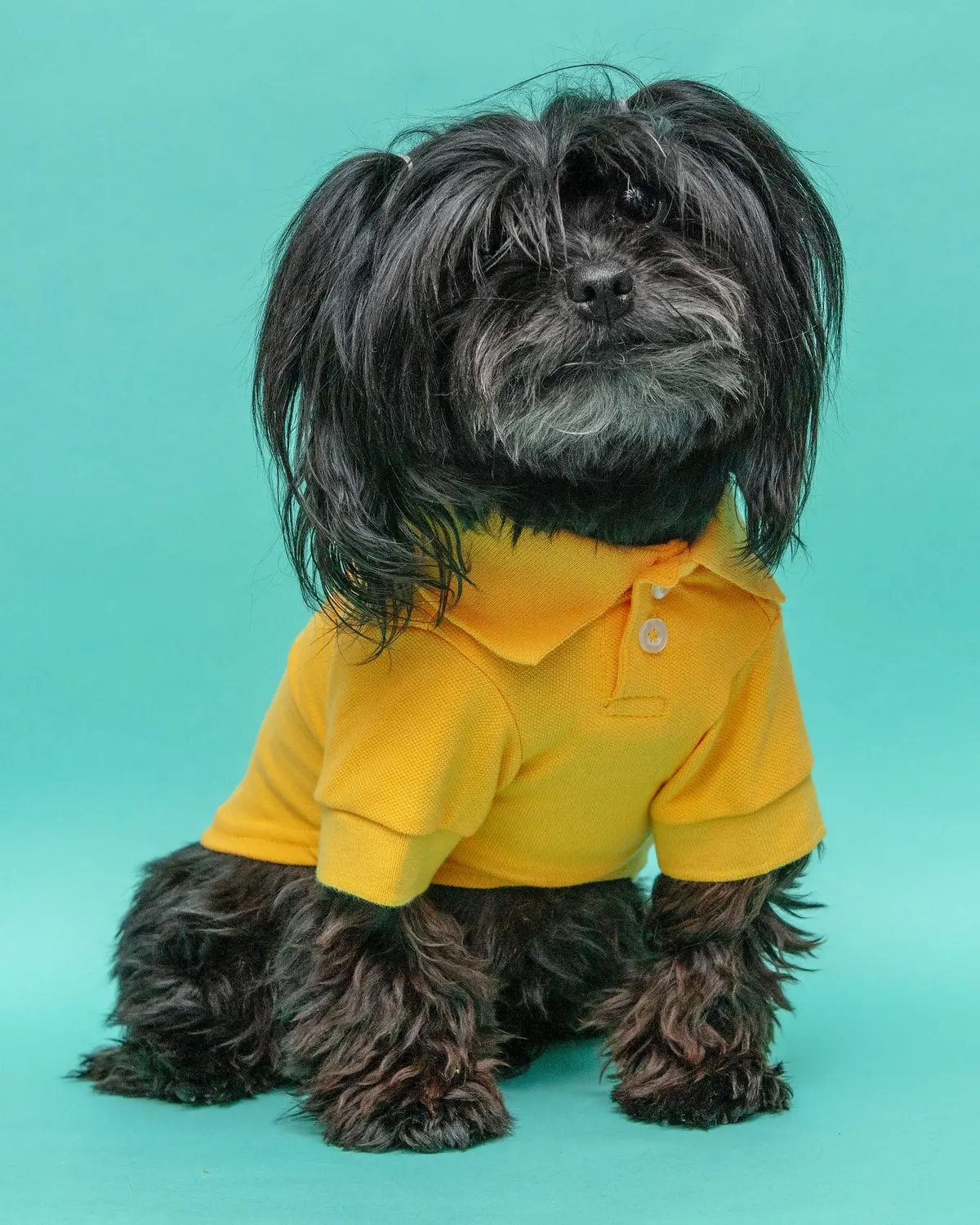 Ray Of Sunshine Doggie Polo Shirt << Final Sale >> 1