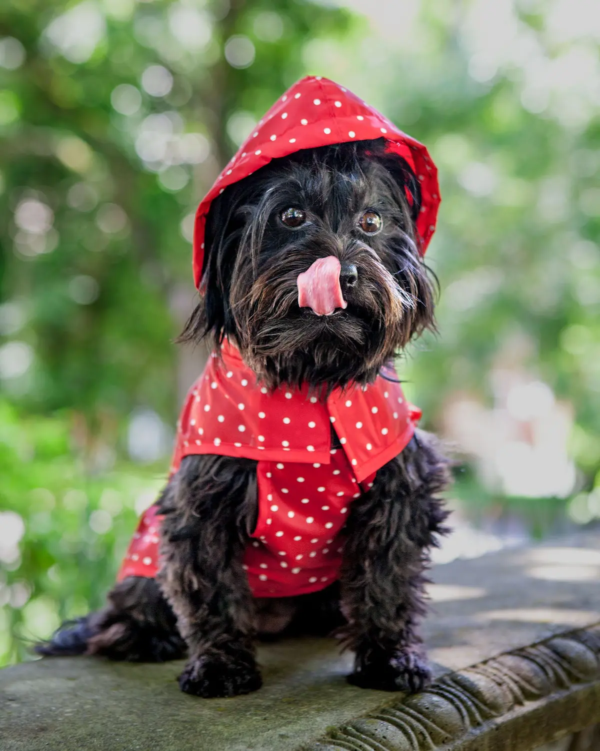 Polka Dot Anorak Dog Raincoat In Red << Final Sale >> 1