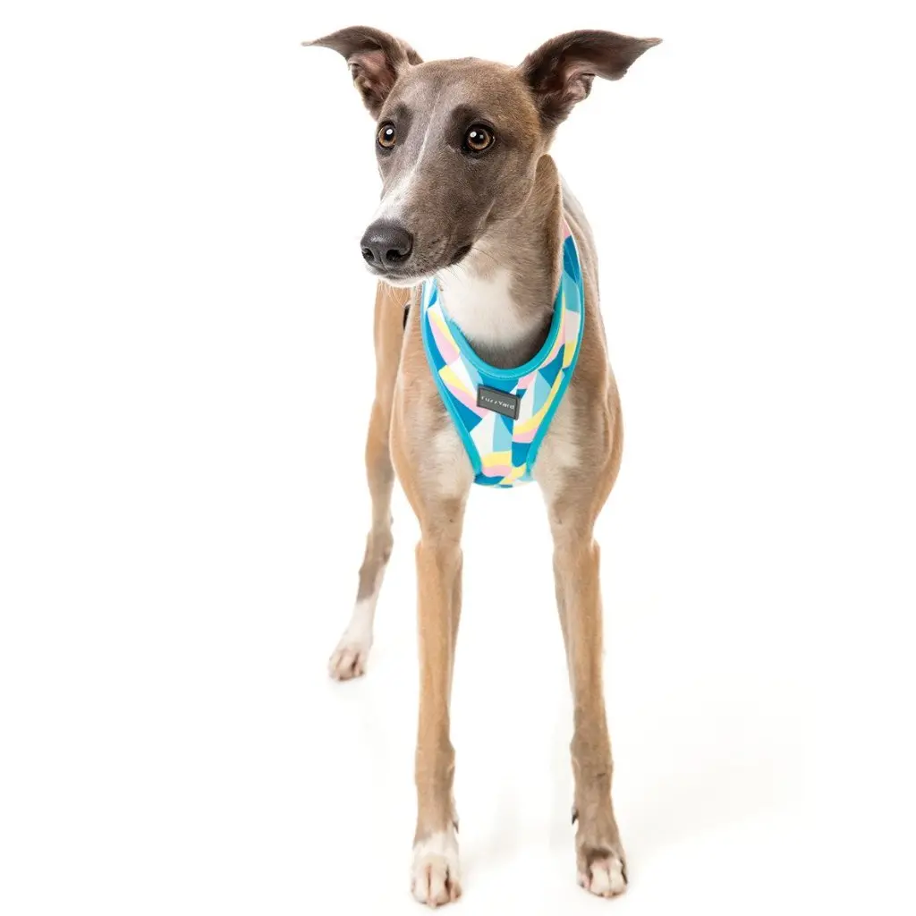 Fuzzyard | South Beach Harness 1