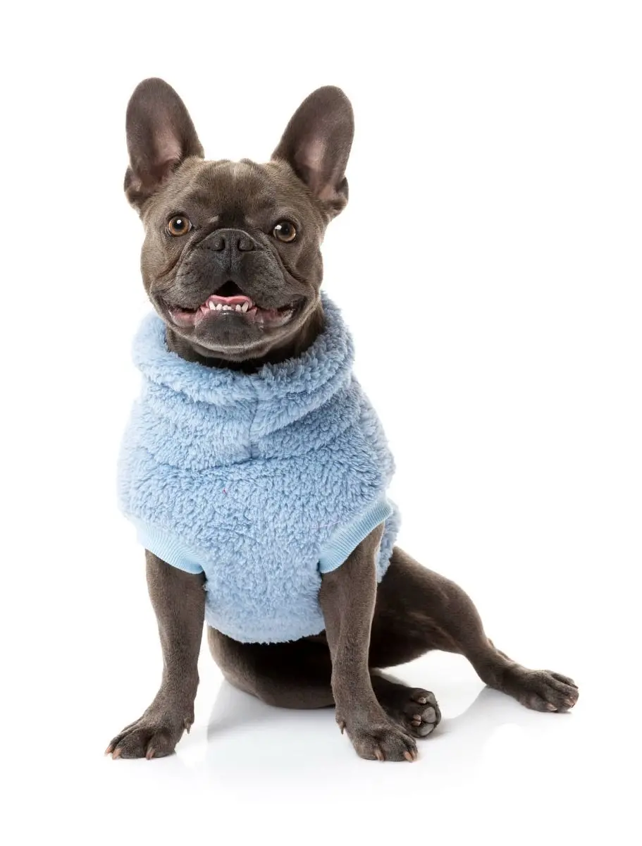 Turtle Teddy Dog Fleece In Washed Blue (Final Sale) 1