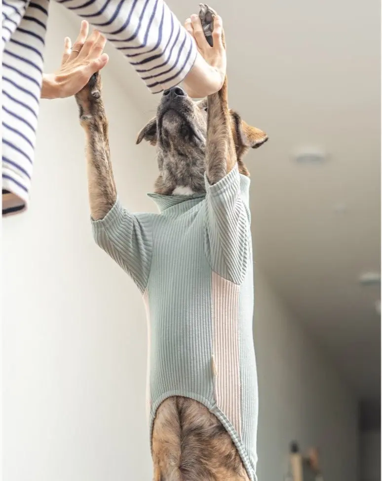 High Neck Dog Tee In Sage Green (Final Sale) 1