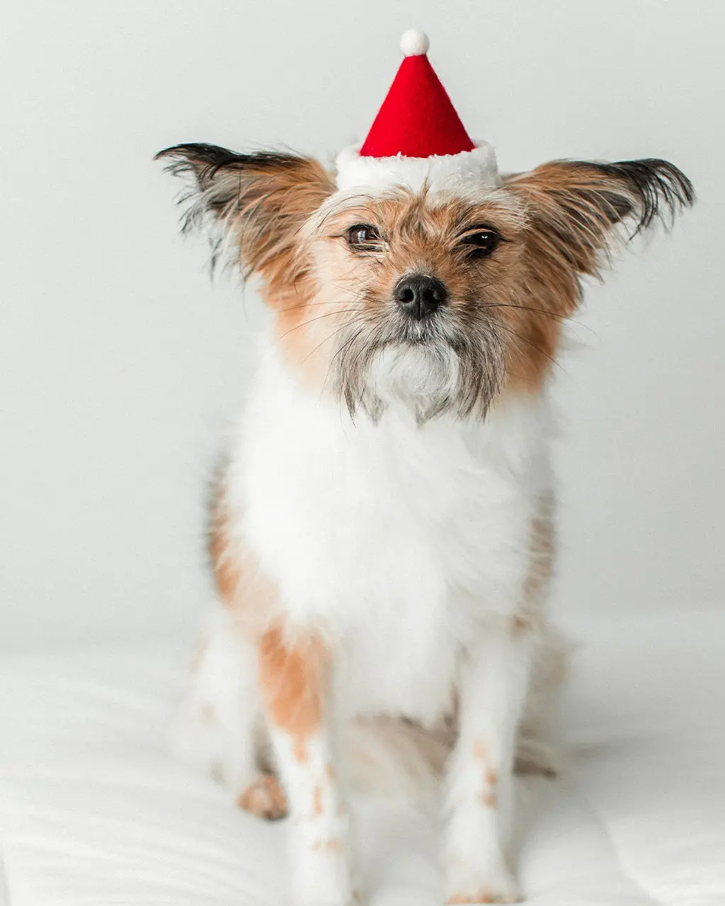 Santa Holiday Hat For Dogs & Cats (Made In The Usa) 1