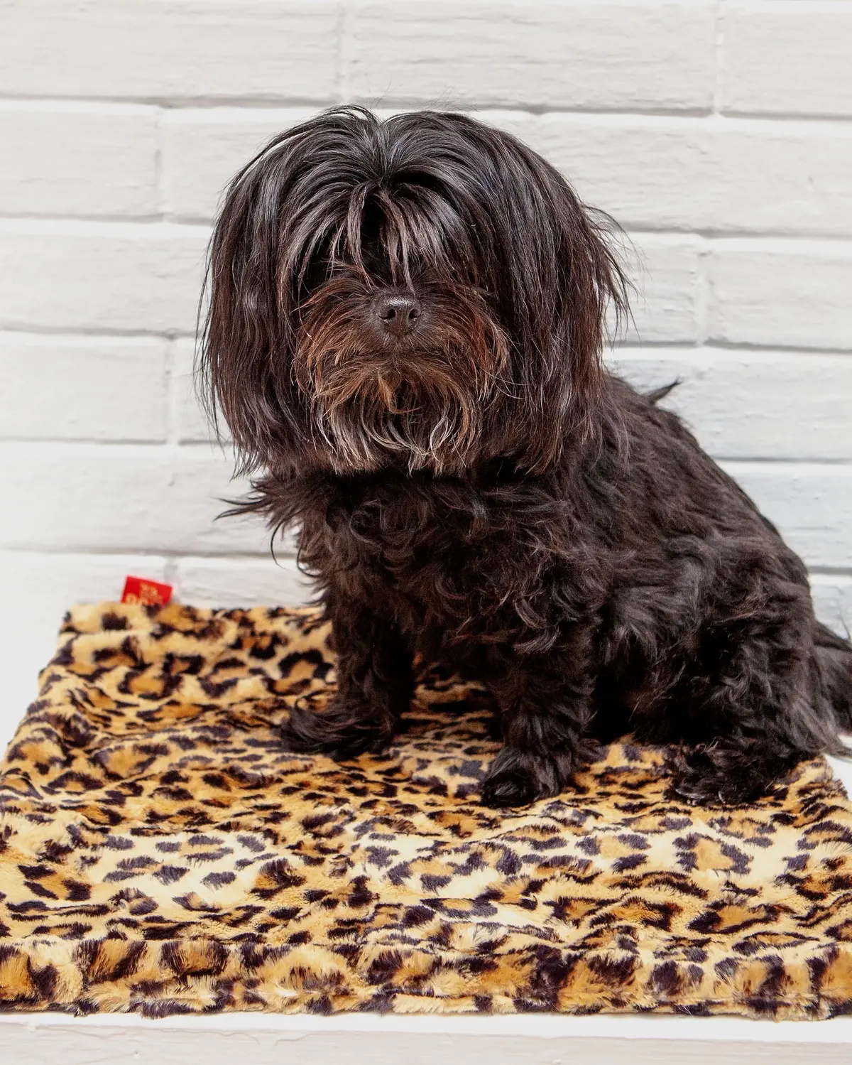 Plush Dog Blanket In Sand Leopard 1