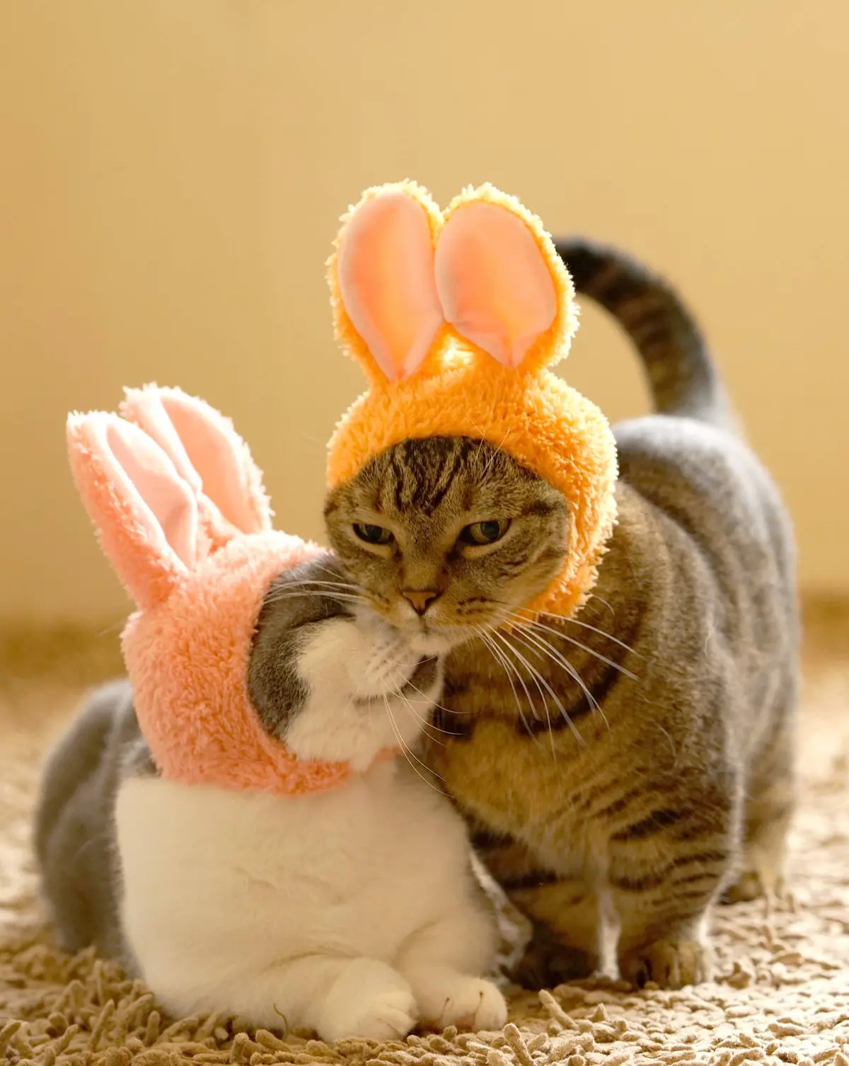 Rabbit Cap For Cats (Surprise Box) 1