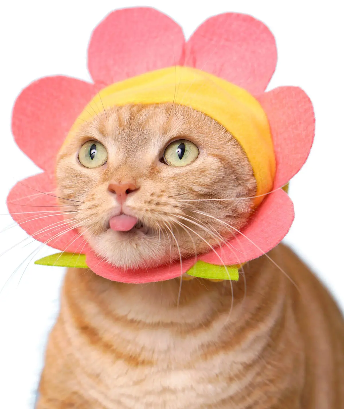 Flower Cap For Cats (Surprise Box) 1