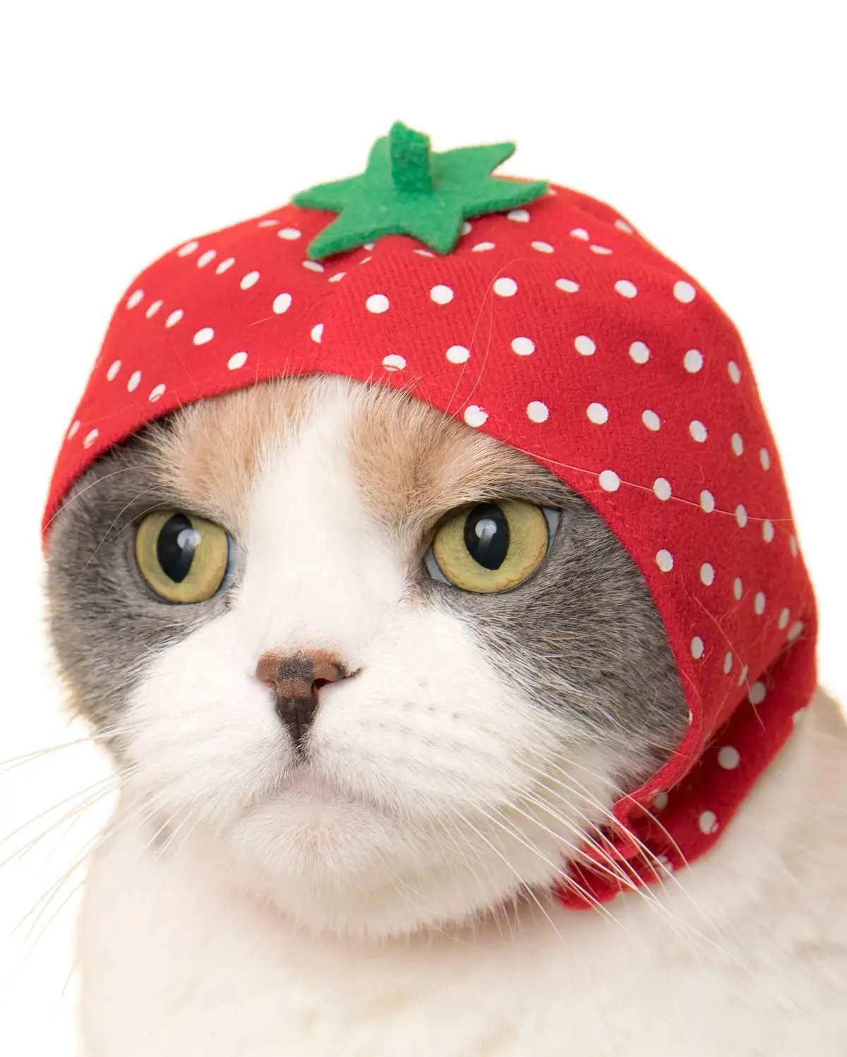 Bear Cap For Cats (Surprise Box) 1
