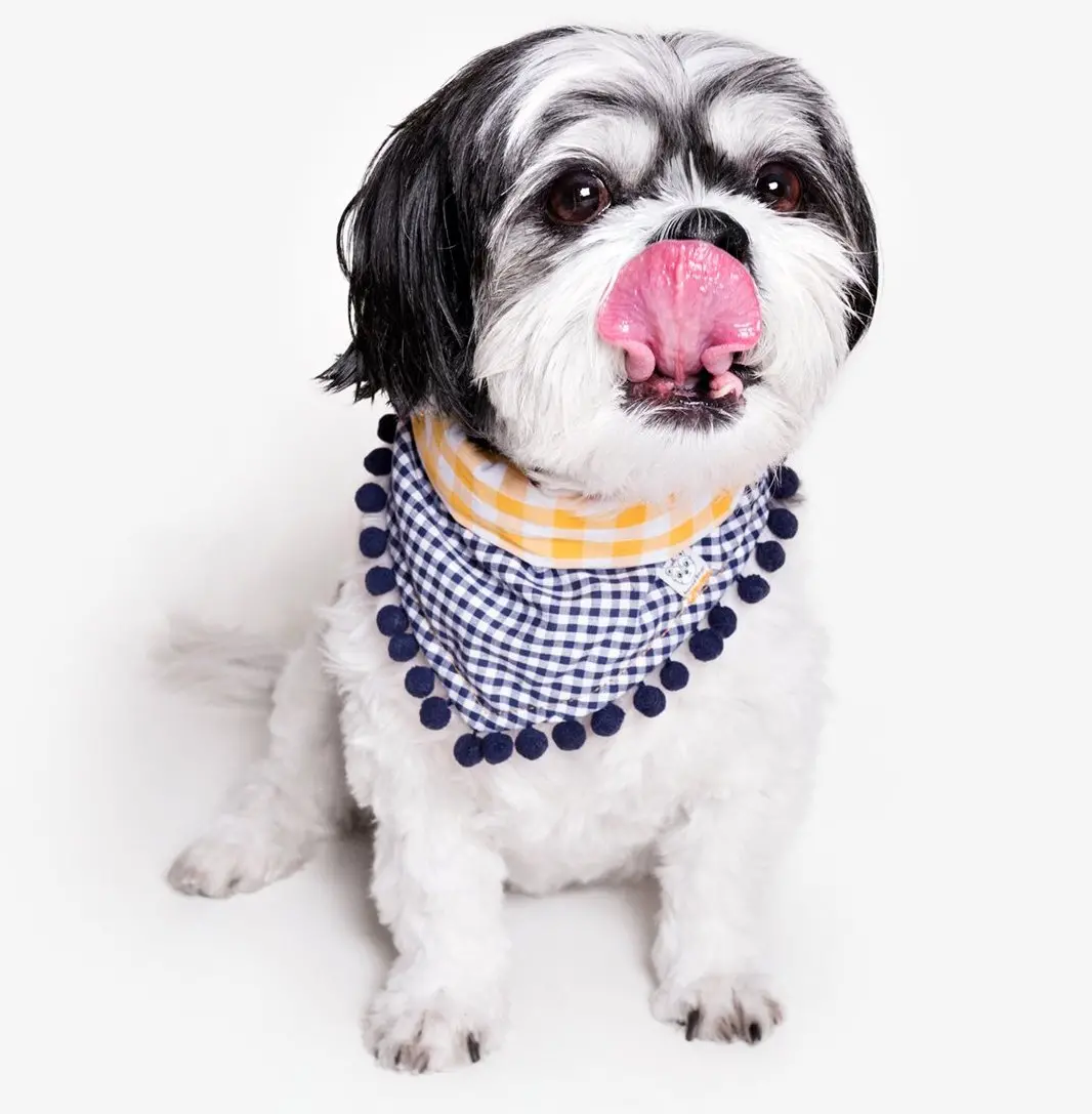 Oh Honey Bear | Charlie Pom Pom Bandana 1