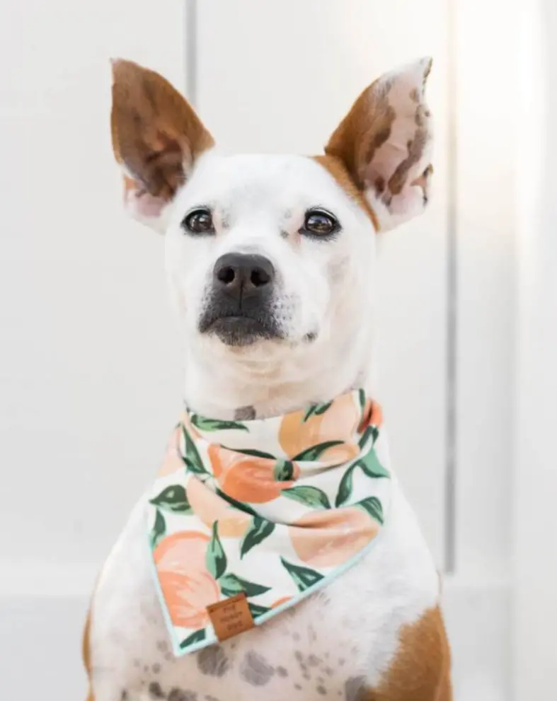 Peaches And Cream Dog Bandana (Made In The Usa) (Final Sale) 1