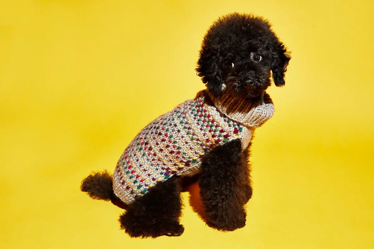 Ware Of The Dog | Contrast Stitch Sweater 3